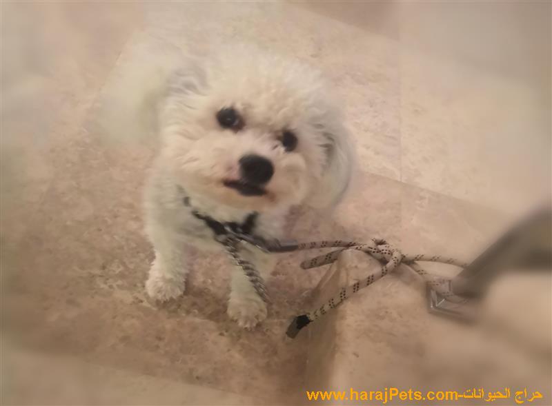 كلب ماليتز للبيع