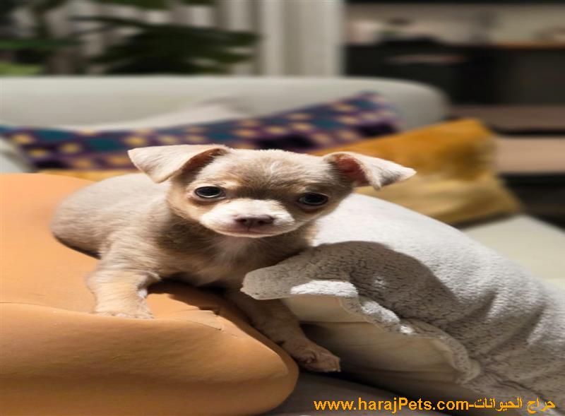 كلب جرو شيواوا Dog Puppy chihuahua