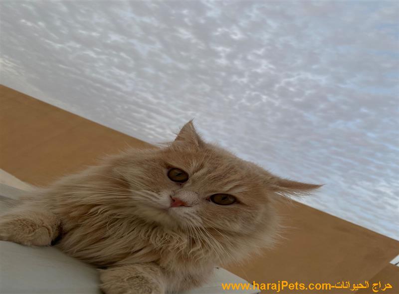 للبيع: قط شيرازي بيور 11 شهر