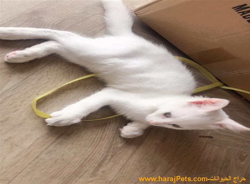 قطه شيرازي للبيع