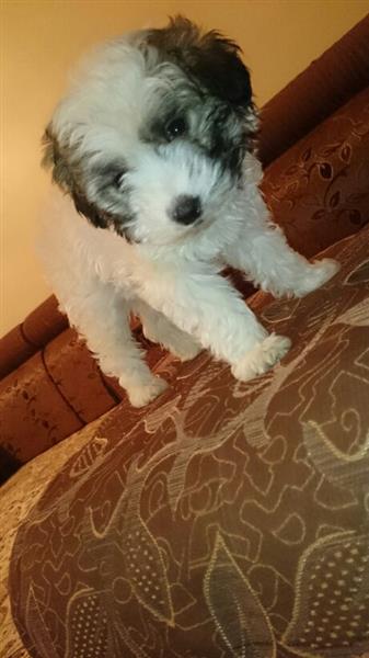 جرو كلب فرنسي من فصيلة شيه سو Shih tzu للبيع