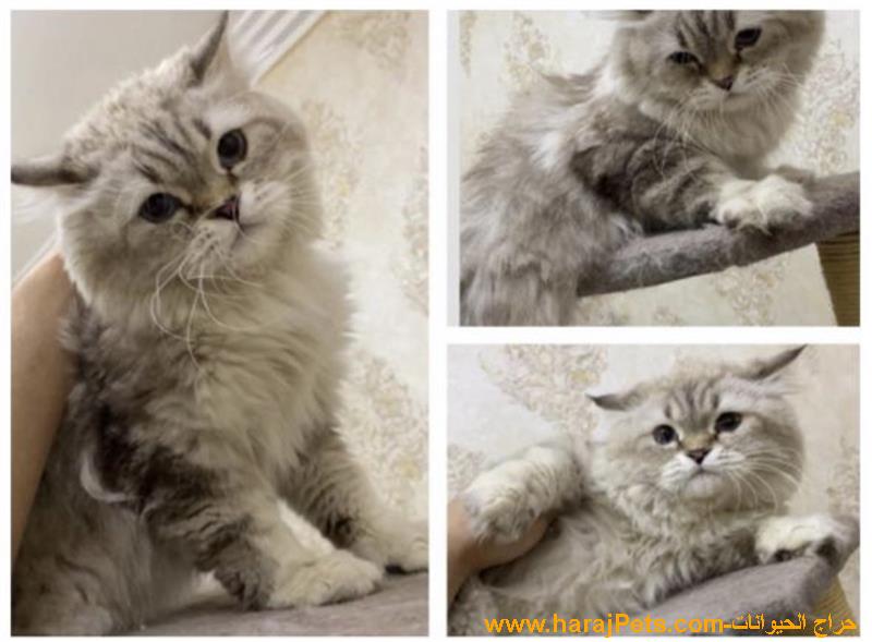 قط للبيع
