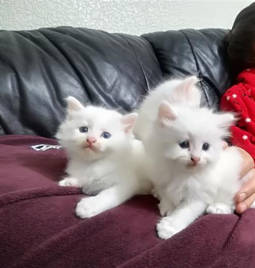 Turkish Angora kittens