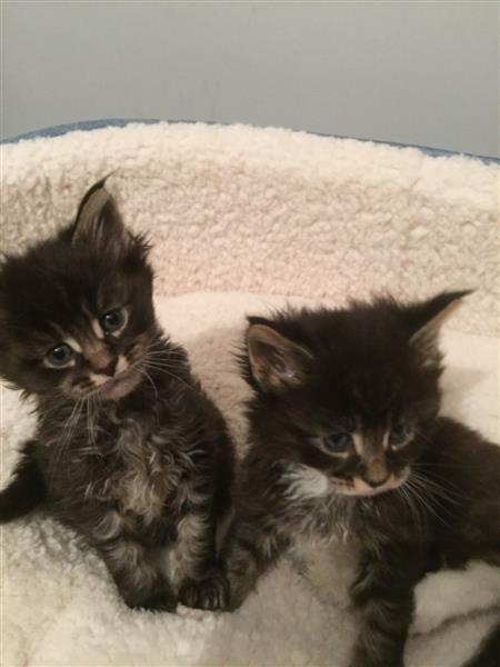 Maine Coon kittens