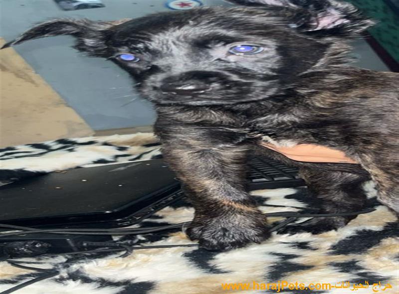 جرو من نوع مالينو للبيع