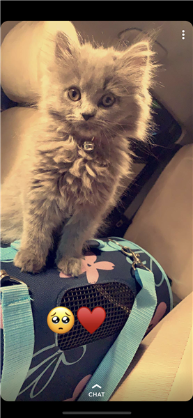 قطه شيرازيه