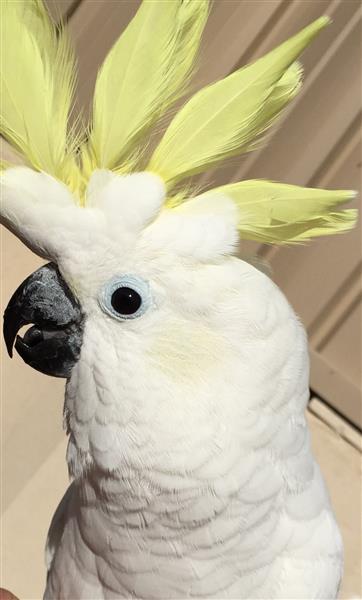 ببغاء كوكاتو سلفر كريستد سوووووبر جامبو متكلم أليف جدا