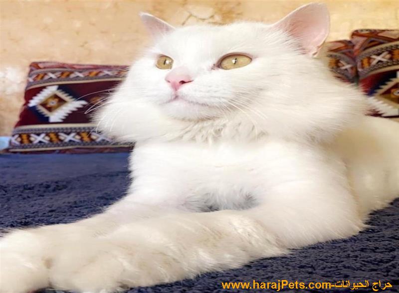 قط ابيض