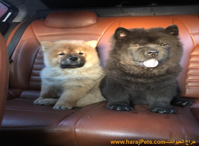 تشاو تشاو Chow Chow