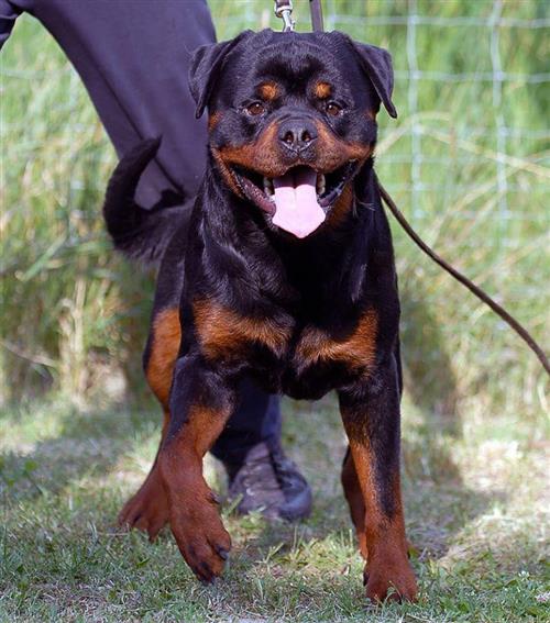 اقوى ذكر روت وايلر بالوطن العربي