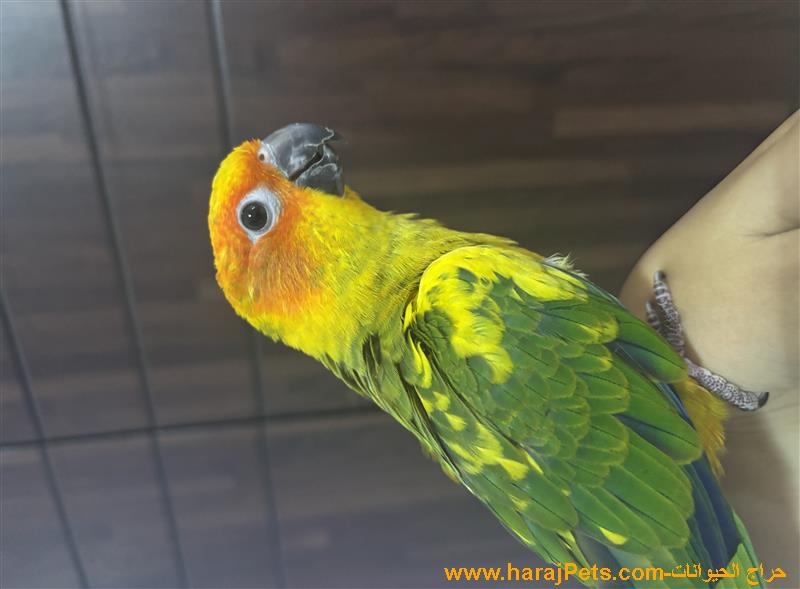 صن كنيور 3 شهور مفطوم اليف