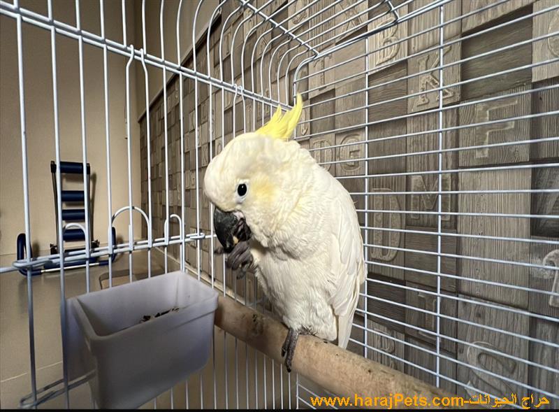 ببغاء كوكاتو انثى محللة ومحجلة اليفة هادئة