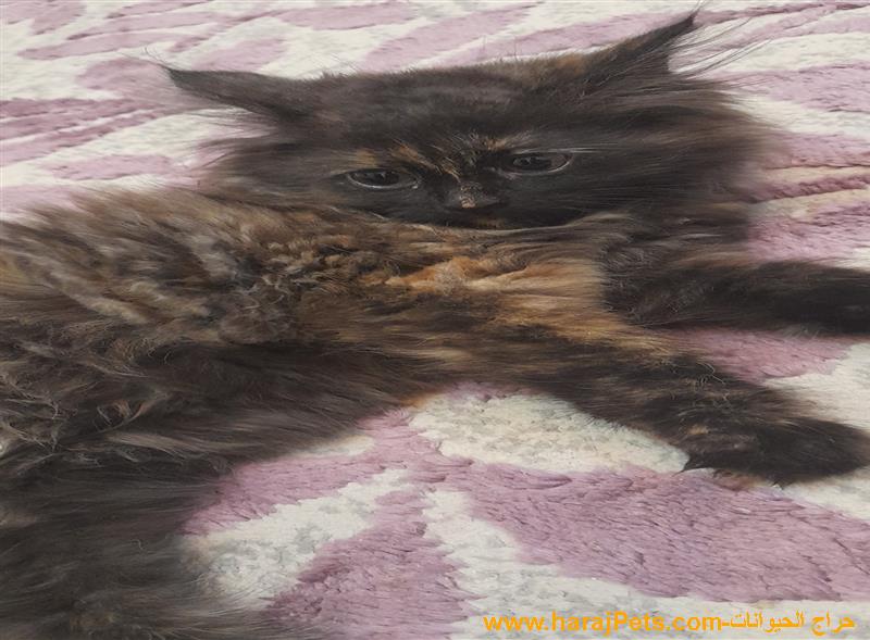 شيرازي لونق هير للبيع