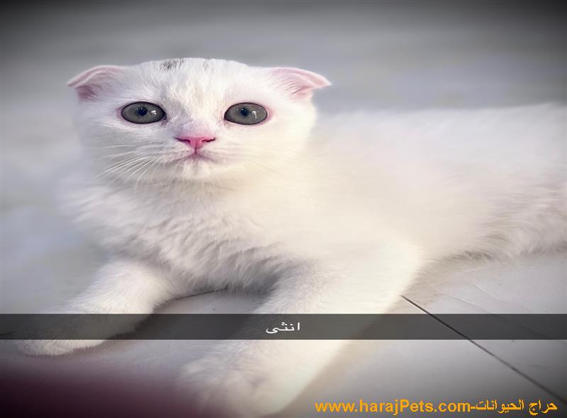 كتن سكوتش فولد