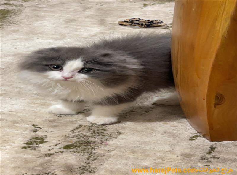 قطه سكوتش عمرها 4 شهور