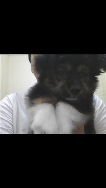كلب جرو عمره ٣ اشهر للبيع عاجل لسفر اصحابه