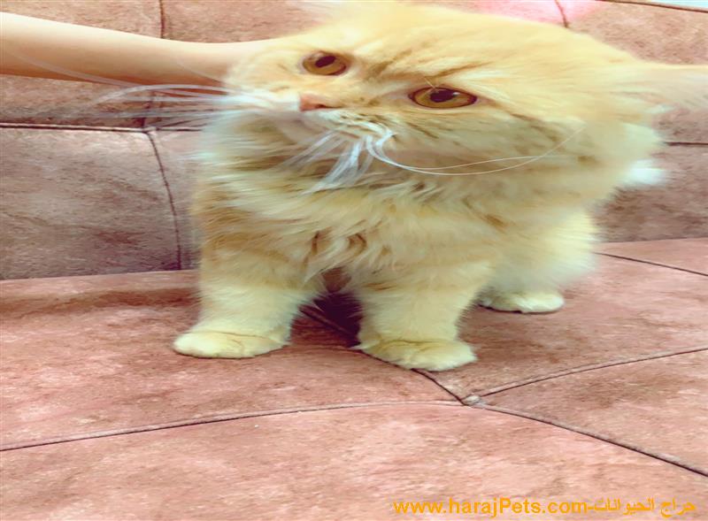 قط للبيع