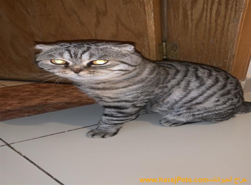 قط سكوتش فولد قصير الاذن