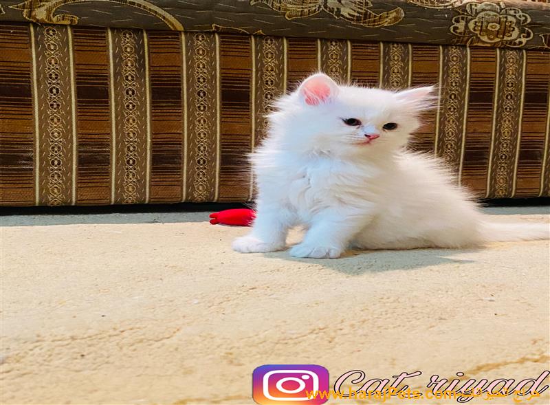 كيتن ذكر مون فيس