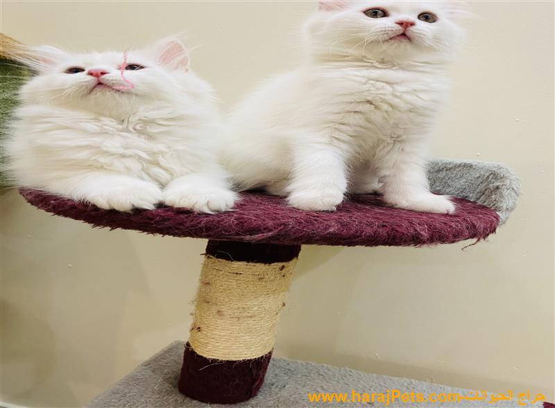 قطط مون فيس