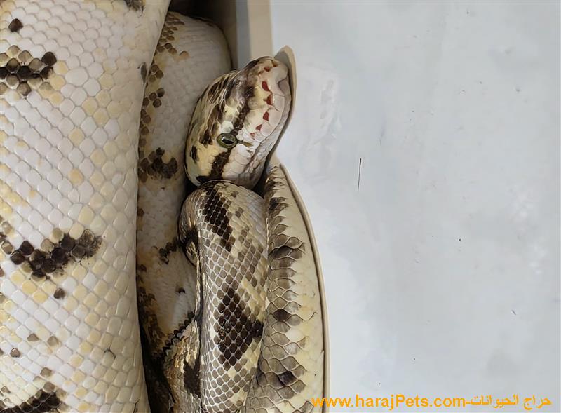 بول بايثون - Ball Python
