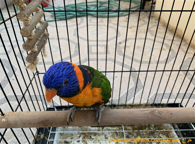 ببغاء لوري اليف متكلم