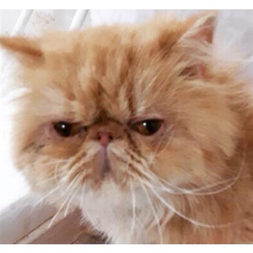 انثى بكيً فيس مستوى عالي