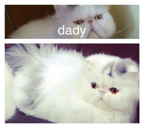 بلوفان مسجل