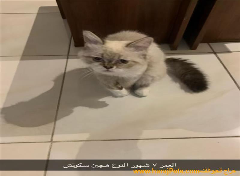 بستين للبيع واحد ذكر هجين سكوتش والثانيه أنثى شيرازي العمر الذكر 7شهور الشيرازي 3 شهور للإفادة الرجاء التواصل مع ذا الرقم 0566198353