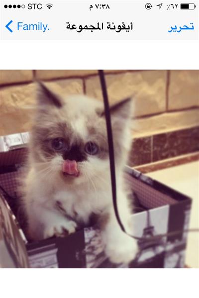 قط شيرازي للبيع