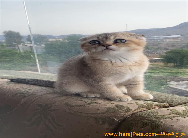 قط سكوتش فولد (بيكي فيس )