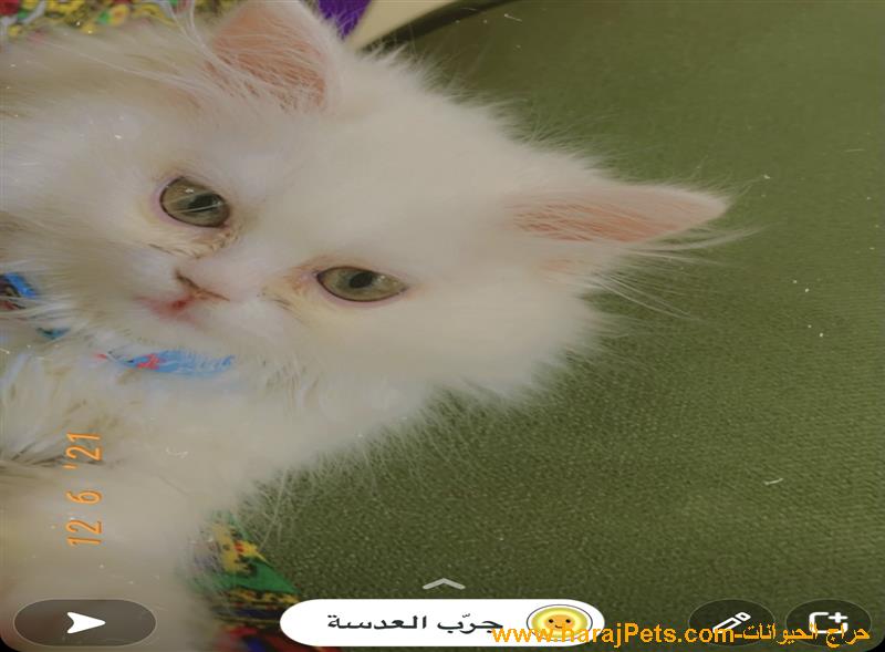 البيع عاجل
