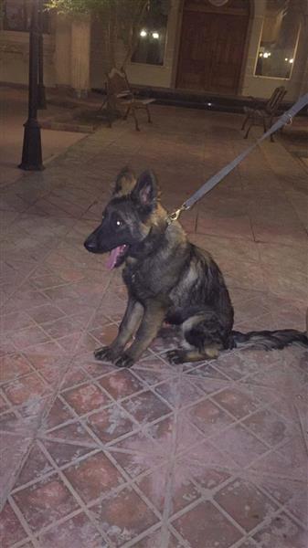 كلب شيبرد German shepherd للبيع
