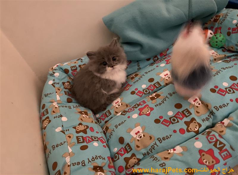 قط شيرازي مون ٥٥ يوم