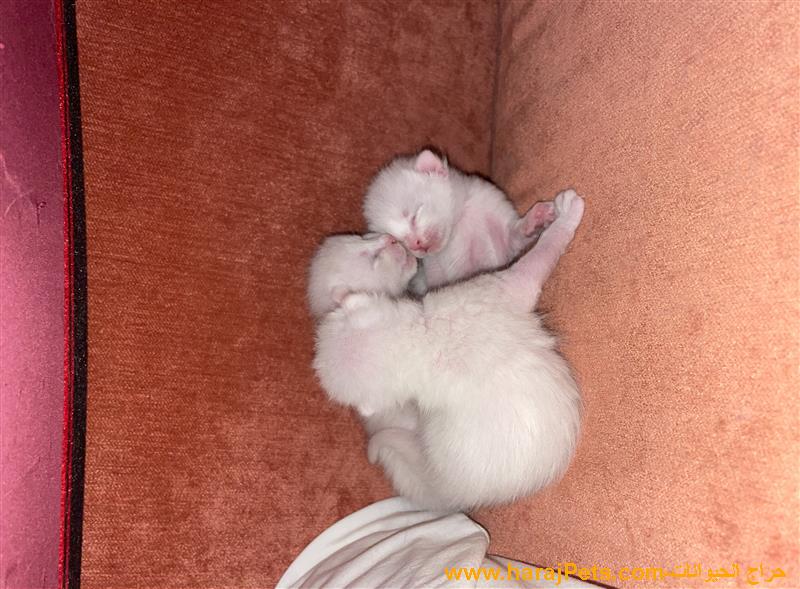 قطط شيرازي اللون ابيض