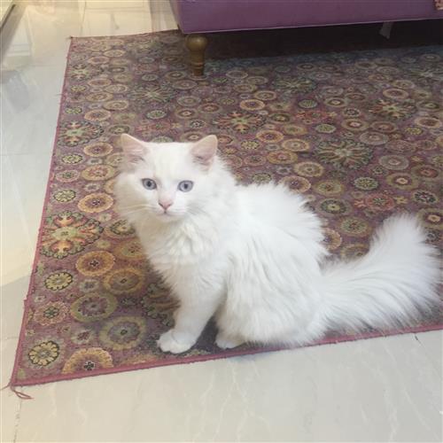 قطين ذكور للبيع بمكه