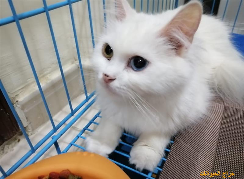 أنثى شيرازي أمريكي حامل للبيع