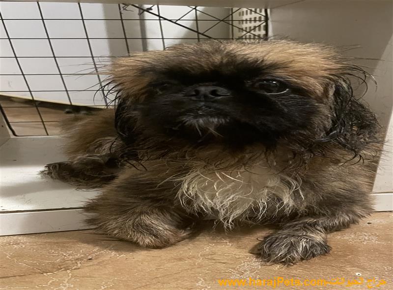 كلب بيكنيز للبيع مستورد من مصر