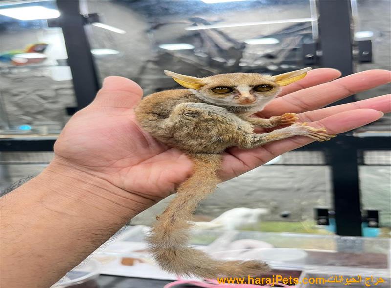 بوش بيبي