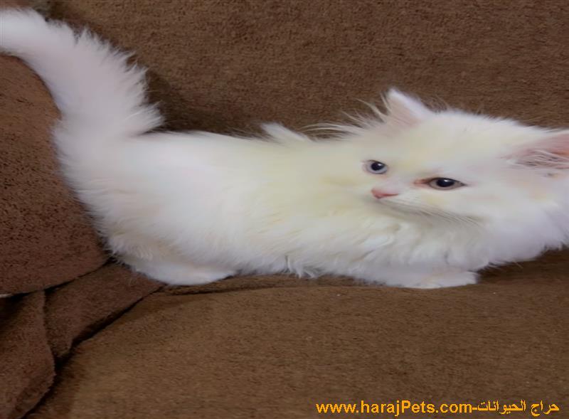 قطط شيرازي صغيرة للبيع