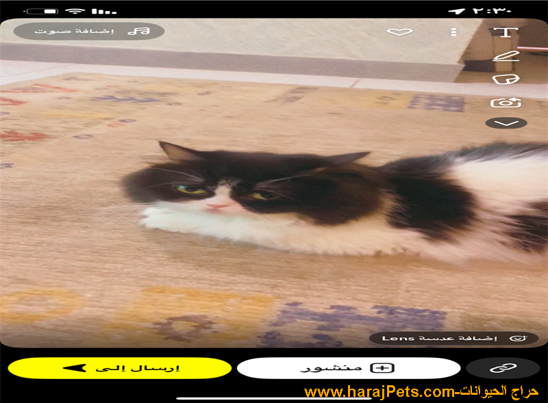 جدة حي الثغر