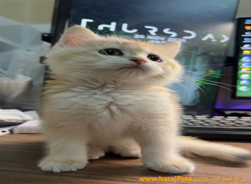 قط سكوتش بيور