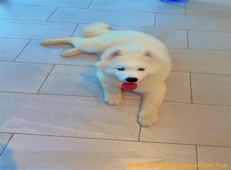 ‏Samoyed dog