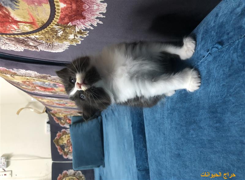 قطط للبيع المستعجل هملايا مكس امريكي