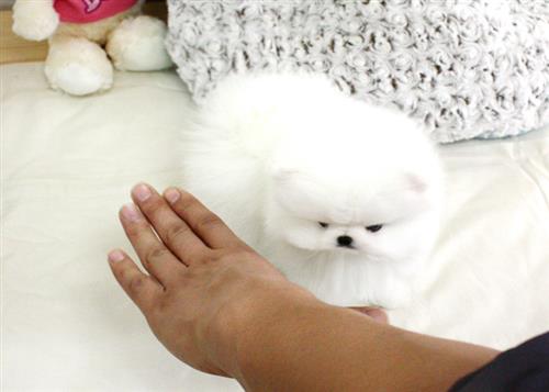 Tiny White Pomeranian Puppies For Sale