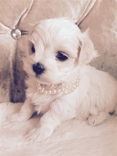 Kids Loving Teacup Maltese Puppies