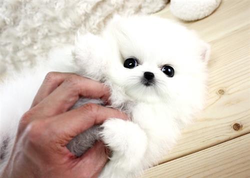 Male and Female Pomeranian Puppies