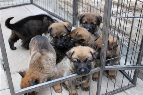 German Shepherd Puppies Full Pedigree