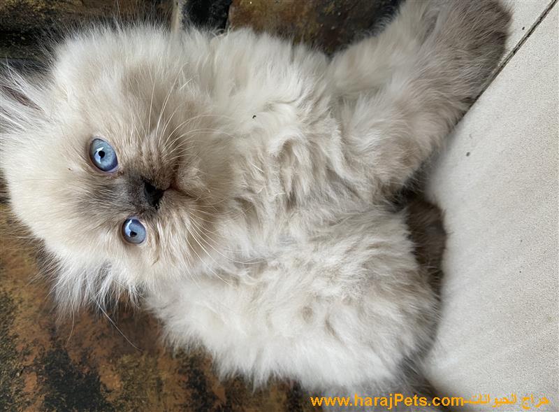 قطط كتن للبيع