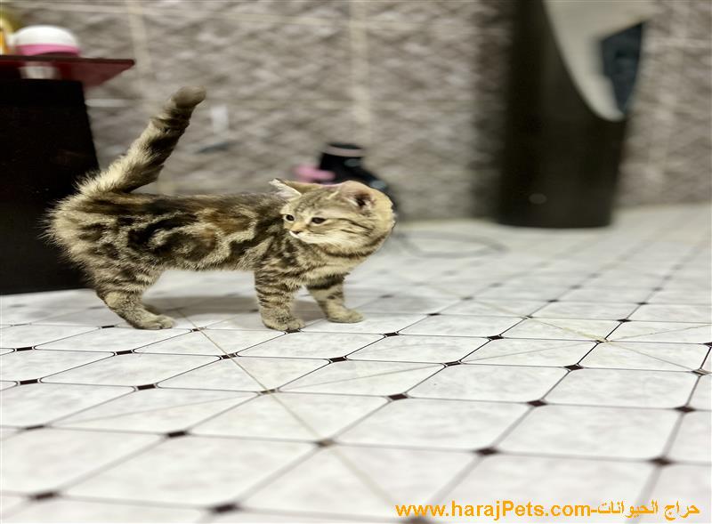 قطط بينغال بيور عدد اثنين: الجنس: انثى